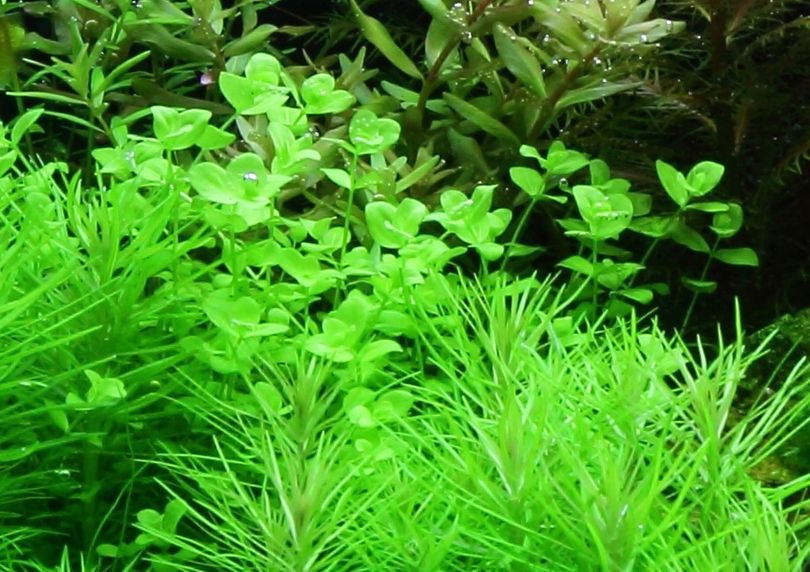 Aquarium Pflanze Micranthemum umbrosum Nr.348