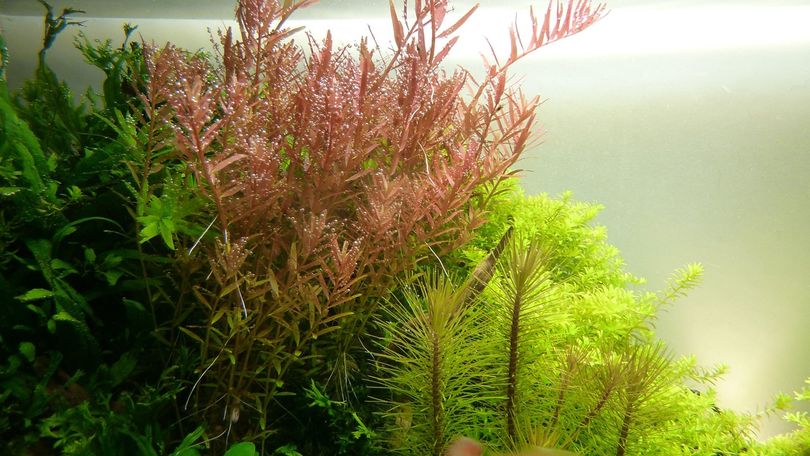 Aquarium Pflanze Rotala rotundifolia Nr.033