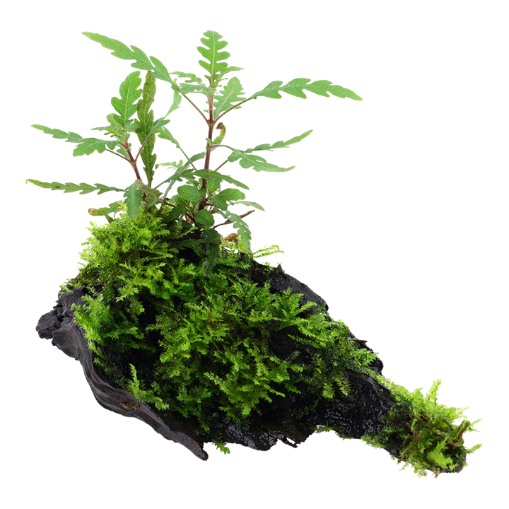 Aquarium Pflanze Hygrophila pinnatifida und Moos auf Wurzel Tropica Nr.051A YWS
