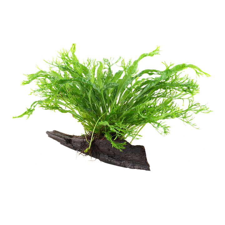 Aquarium Pflanze Microsorum pteropus 'Windeløv' auf Wurzel Tropica Nr.008B YWS
