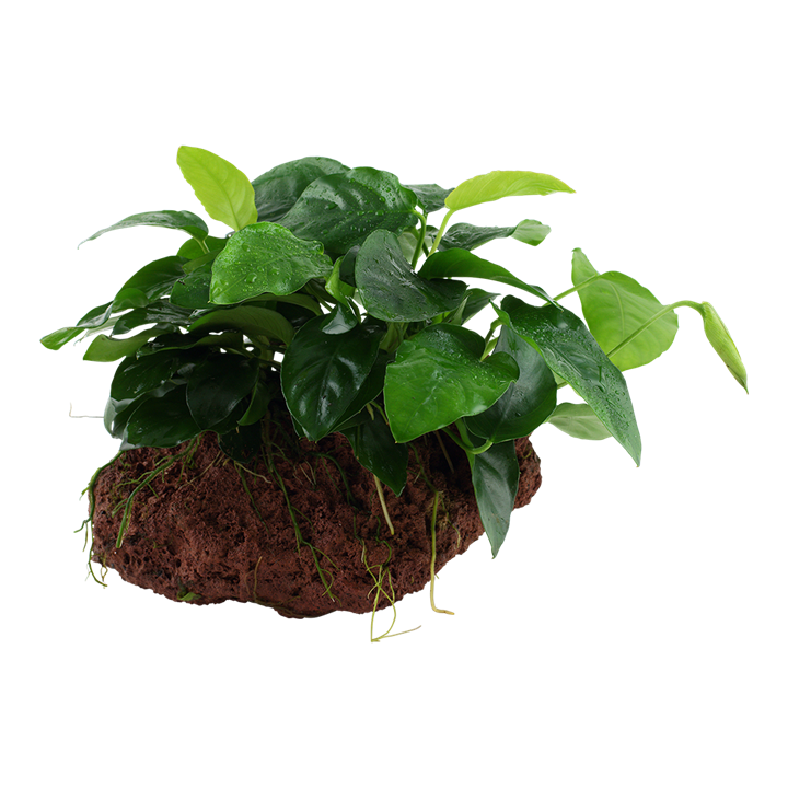 Aquarium Pflanze Anubias barteri var. nana auf Lavastein Tropica Nr.101 YLS