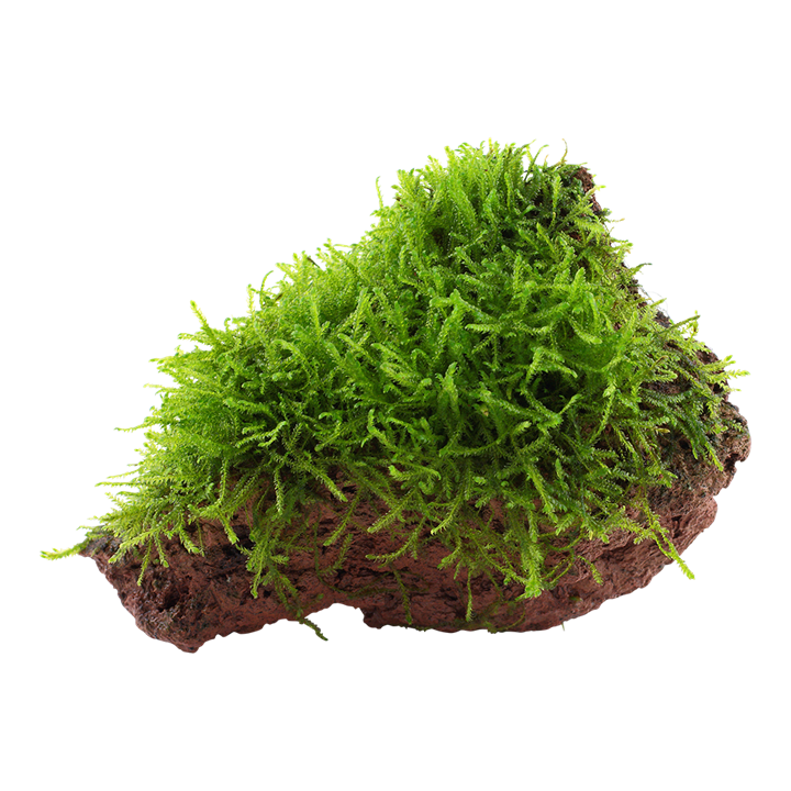 Aquarium Pflanze Taxiphyllum barbieri auf Lavastein Tropica Nr.003 YLS