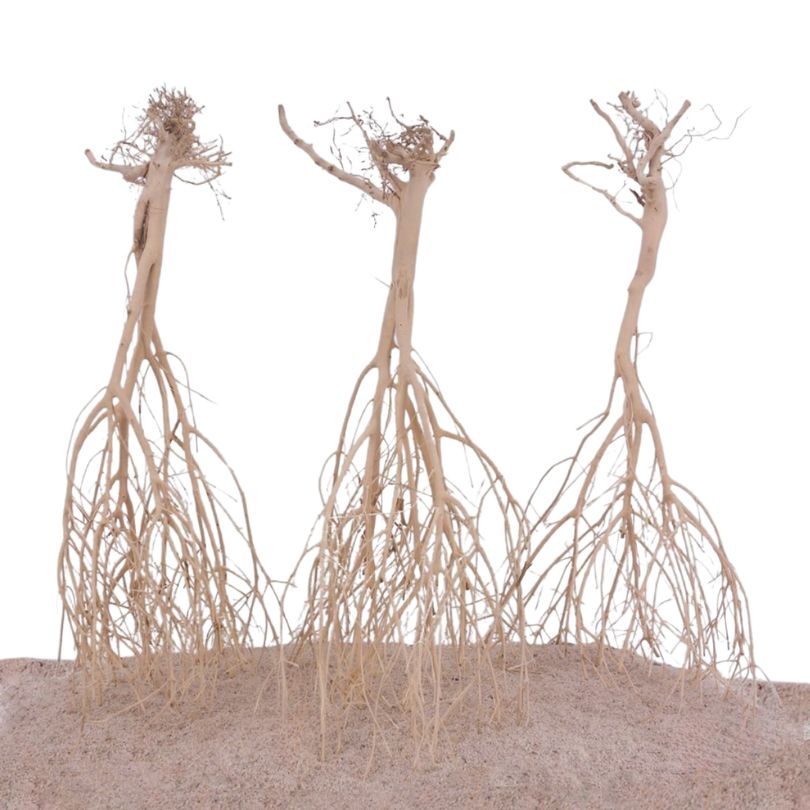 Sahara Wurzel 1 Stück 25-35cm Fingerwurzel Echtholz Deko Aquascaping 