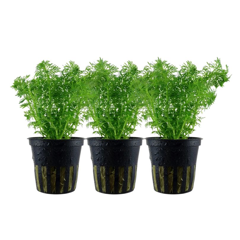 Aquarium Pflanze 3 Stück Limnophila sessiliflora Nr.347