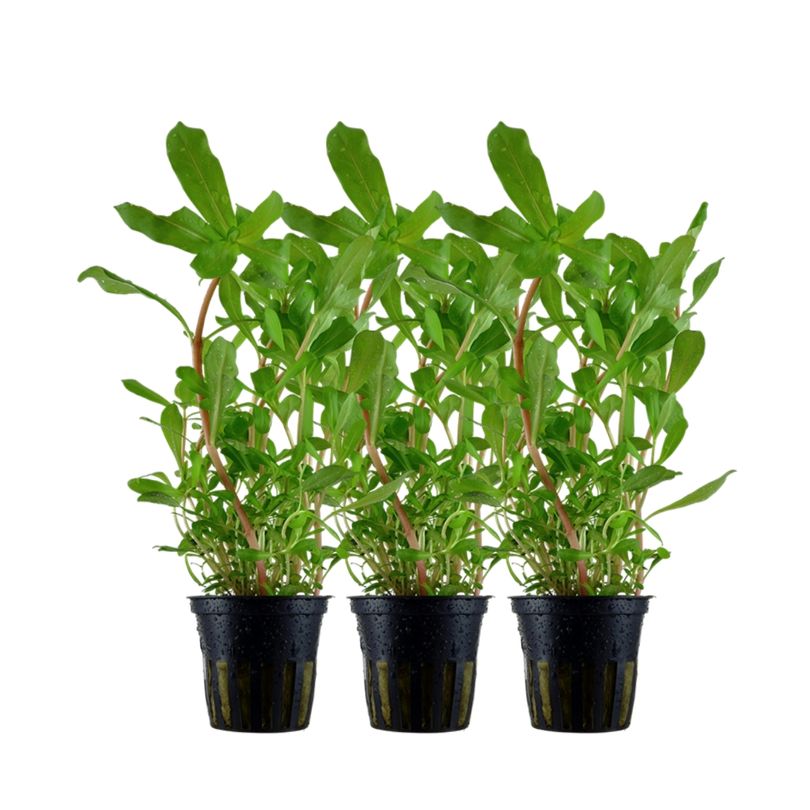 Aquarium Pflanze 3 Stück Ammannia crassicaulis Nr.033B