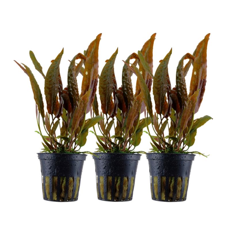 Aquarium Pflanze 3 Stück Cryptocoryne usteriana Nr.120