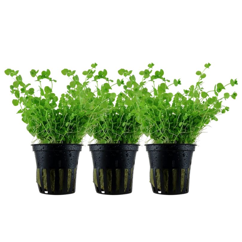 Aquarium Pflanze 3 Stück Micranthemum umbrosum Nr.348