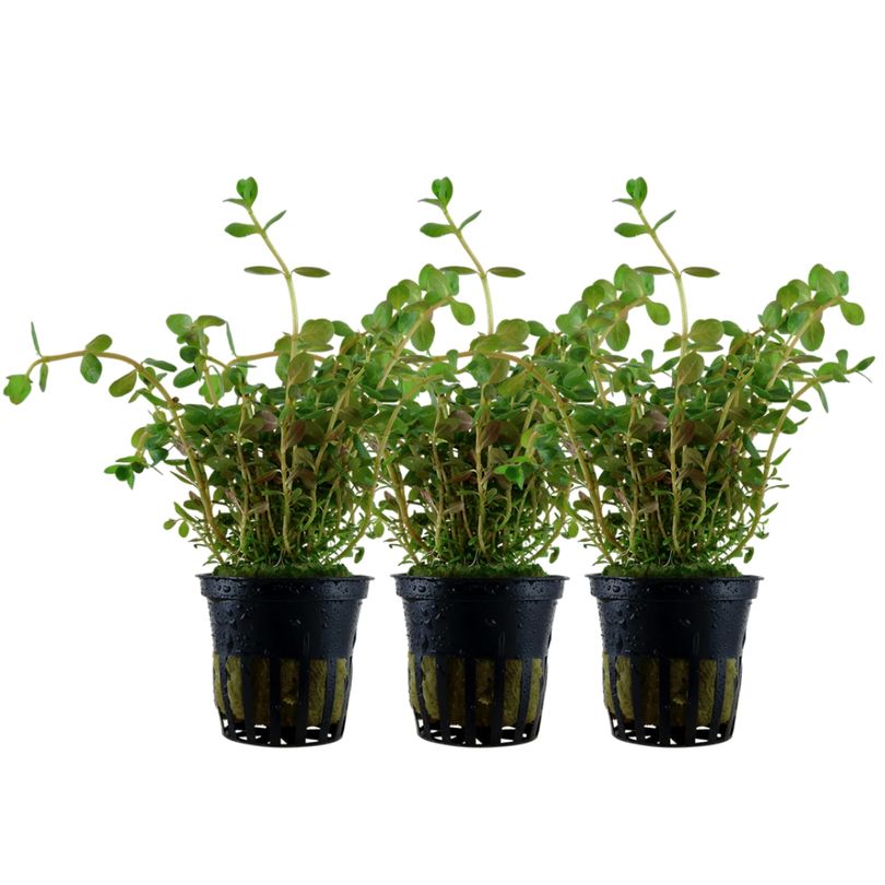 Aquarium Pflanze 3 Stück Rotala rotundifolia Nr.033