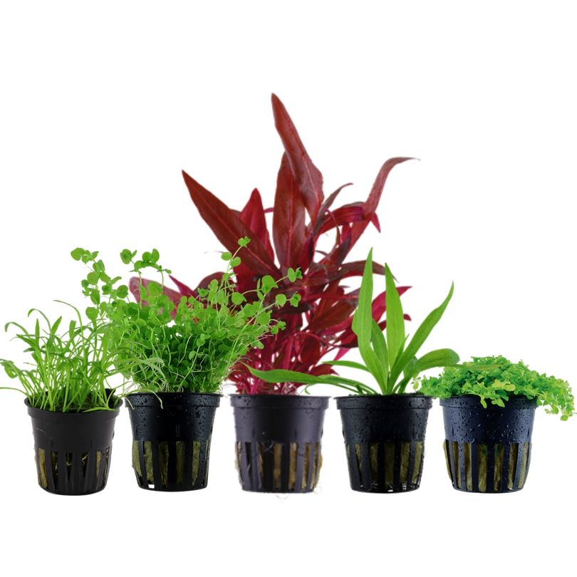 Pflanzen Set mit 5 Vordergrund Wasserpflanzen Nr.138