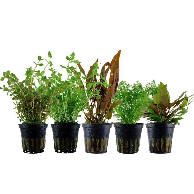 Pflanzen Set mit 5 Mittelgrund Wasserpflanzen Nr.139