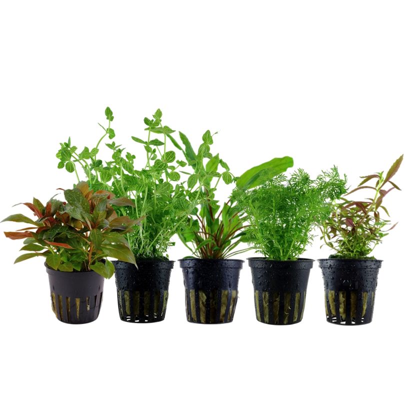Pflanzen Set mit 5 Mittelgrund Wasserpflanzen Nr.140