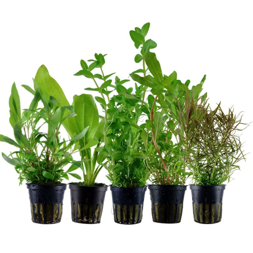 Pflanzen Set mit 5 Hintergrund Wasserpflanzen Nr.141