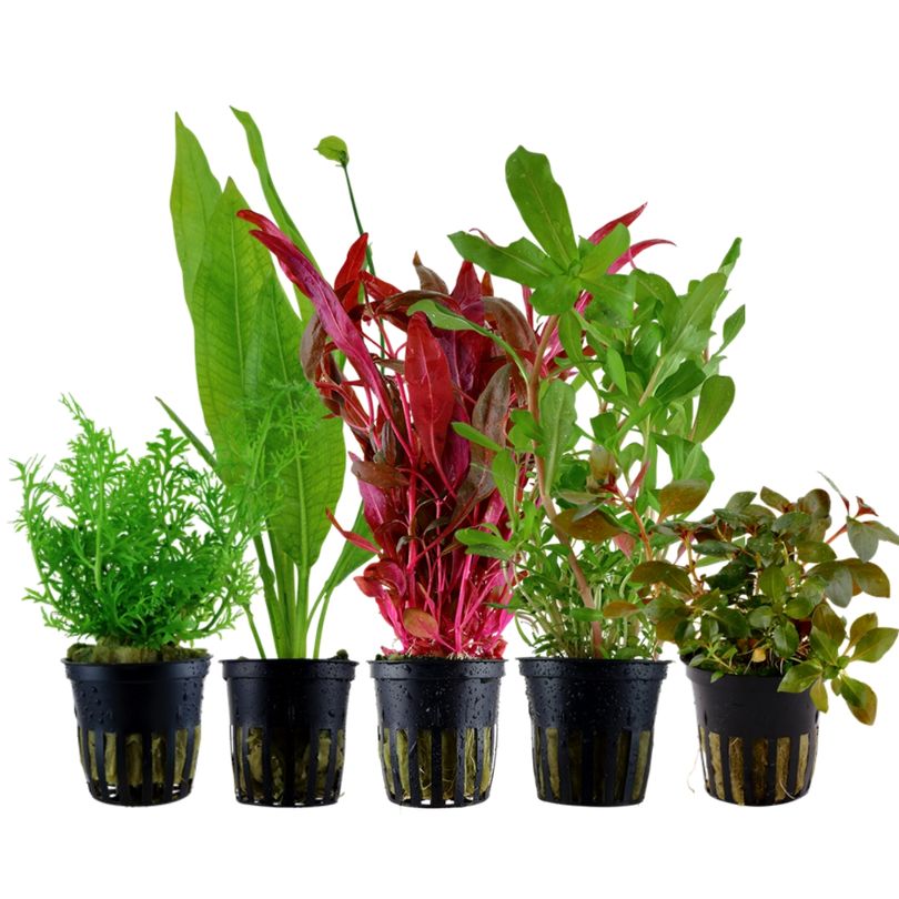 Pflanzen Set mit 5 Hintergrund Wasserpflanzen Nr.142