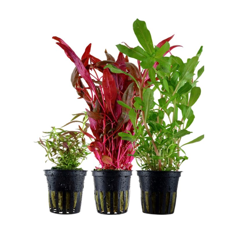'Buntes' Set mit 3 Topf Pflanzen Aquariumpflanzen Set Nr.143