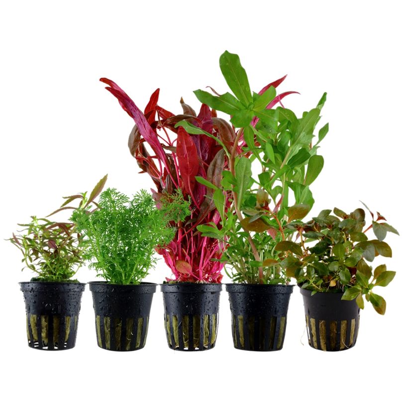 'Buntes' Set mit 5 Topf Pflanzen Aquariumpflanzen Set Nr.144