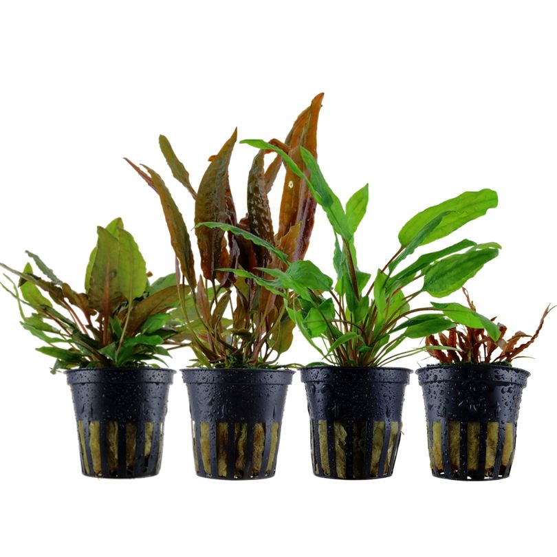 Pflanzen Set mit 4 Cryptocoryne Aquariumpflanzen Set Nr.145