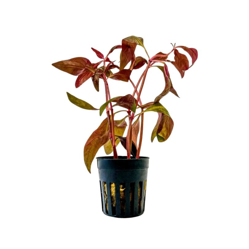 Aquarium Pflanze Alternanthera lilacina Topf Nr.323L
