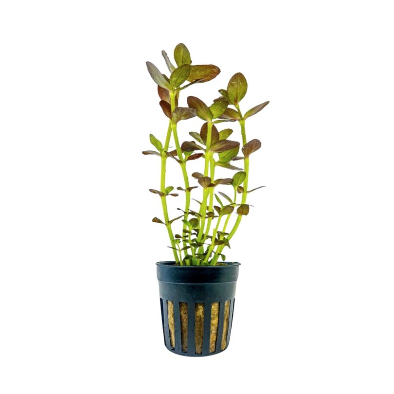 Aquarium Pflanze Bacopa salzmannii purple Topf Nr.343B
