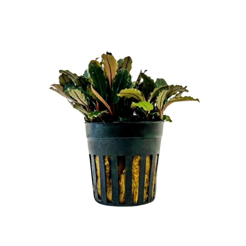 Aquarium Pflanze Bucephalandra sp 'Blue green' Nr.340A