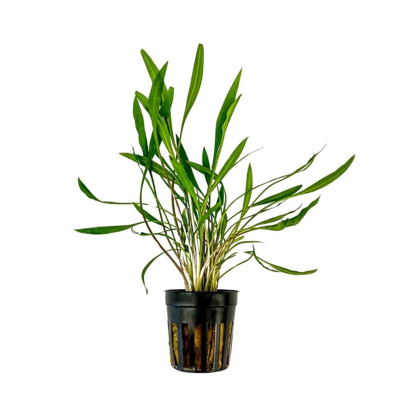 Aquarium Pflanze Cryptocoryne pink panther Topf Nr.309P