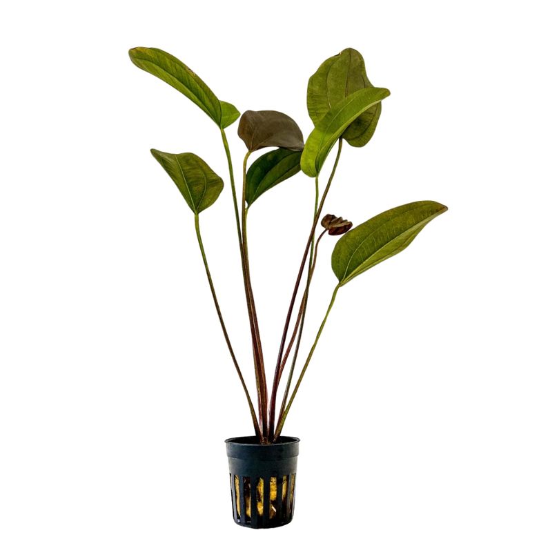 Aquarium Pflanze Echinodorus Aflame Topf Nr.371A