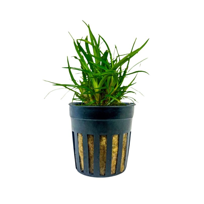 Aquarium Pflanze Eriocaulon sp. 'Vietnam' Topf Nr.391A