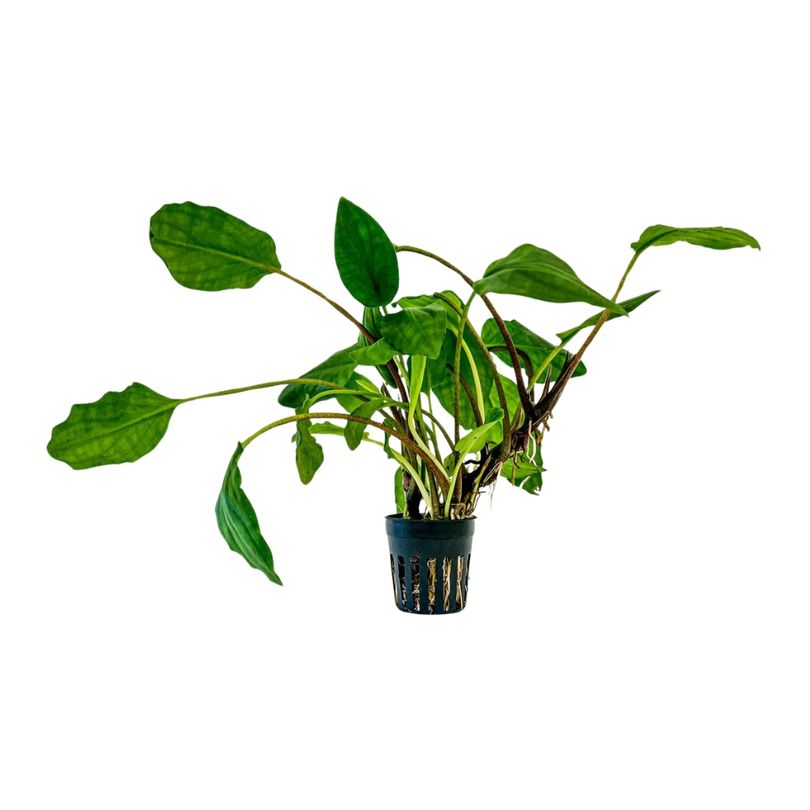 Aquarium Pflanze Lagenandra sp green Topf Nr.304