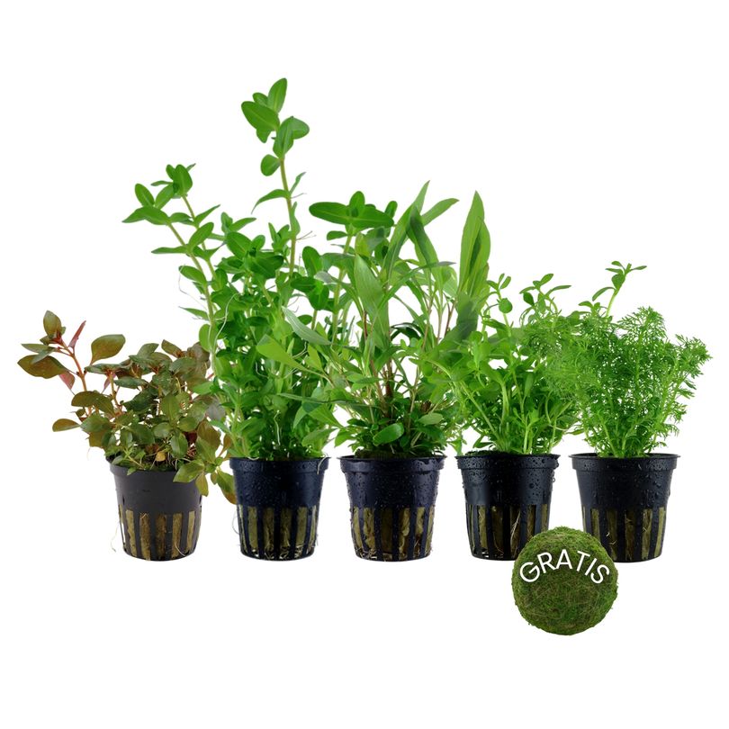 Pflanzen Set mit 5 Anti Algen Wasserpflanzen + Mooskugel Gratis Nr.110