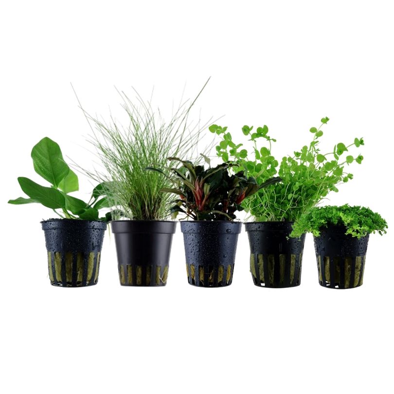 Pflanzen Set mit 5 Vordergrund Wasserpflanzen Nr.201