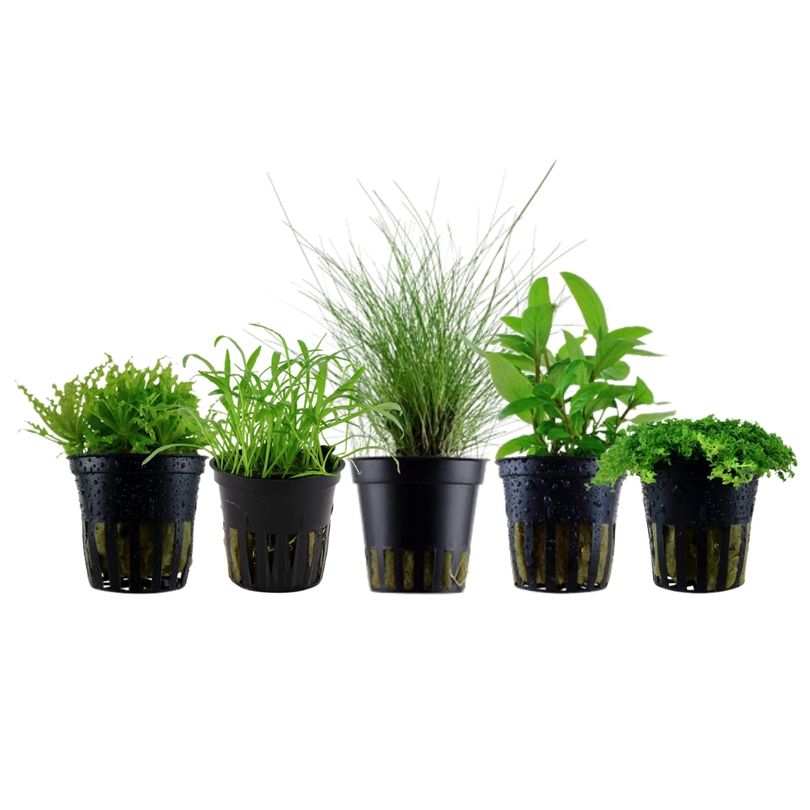 Pflanzen Set mit 5 Vordergrund Wasserpflanzen Nr.202