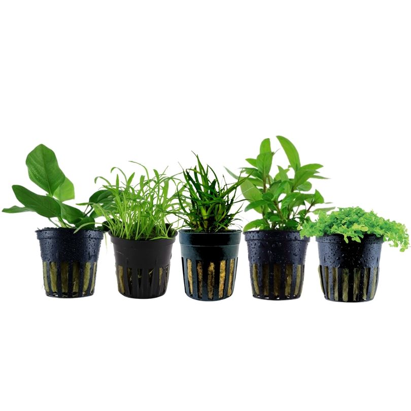 Pflanzen Set mit 5 Vordergrund Wasserpflanzen Nr.203