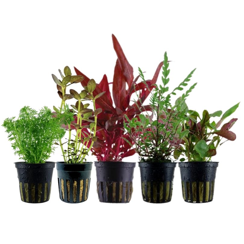 Pflanzen Set mit 5 Mittelgrund Wasserpflanzen Nr.204