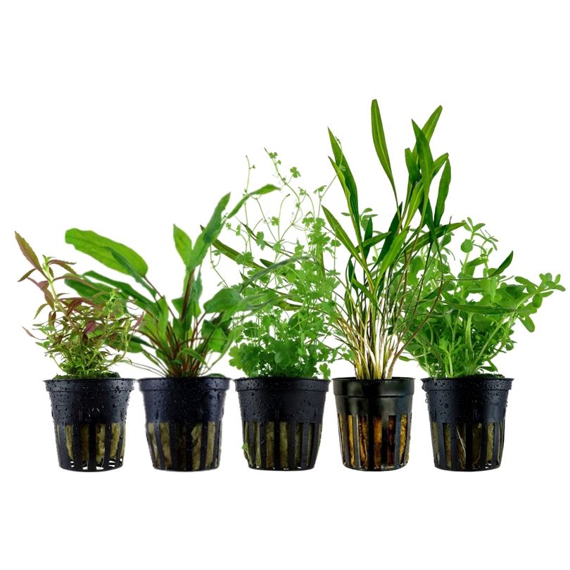 Pflanzen Set mit 5 Mittelgrund Wasserpflanzen Nr.205