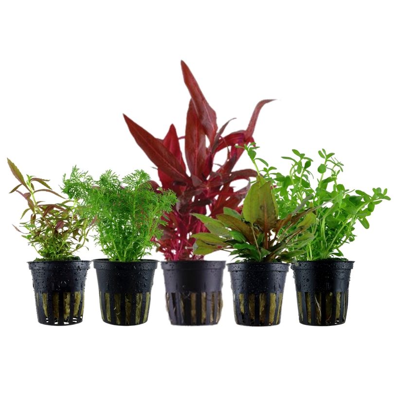 Pflanzen Set mit 5 Mittelgrund Wasserpflanzen Nr.206