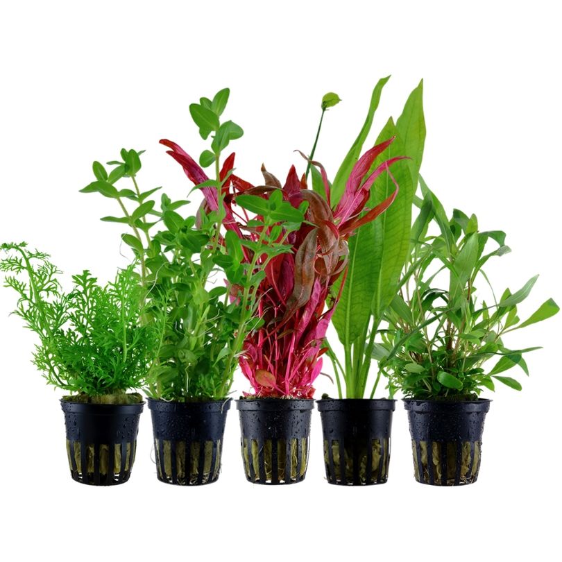Pflanzen Set mit 5 Hintergrund Wasserpflanzen Nr.207
