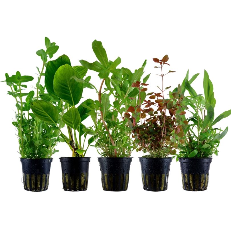 Pflanzen Set mit 5 Hintergrund Wasserpflanzen Nr.208