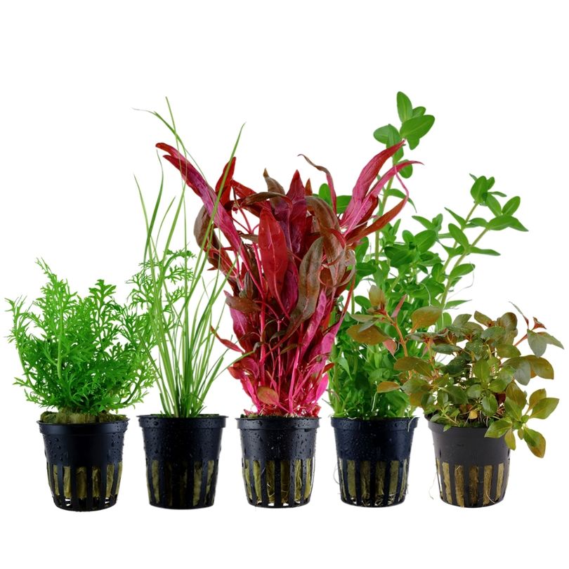 Pflanzen Set mit 5 Hintergrund Wasserpflanzen Nr.209