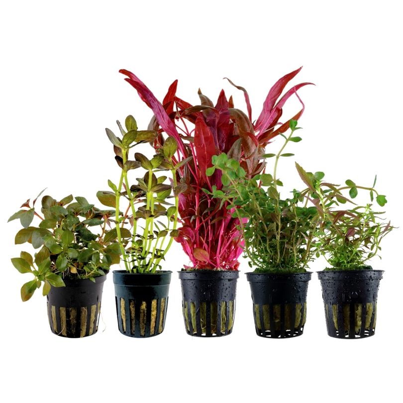 'Buntes' Set mit 5 Pflanzen Aquariumpflanzen Nr.214