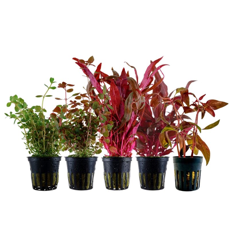 'Buntes' Set mit 5 Pflanzen Aquariumpflanzen Nr.224