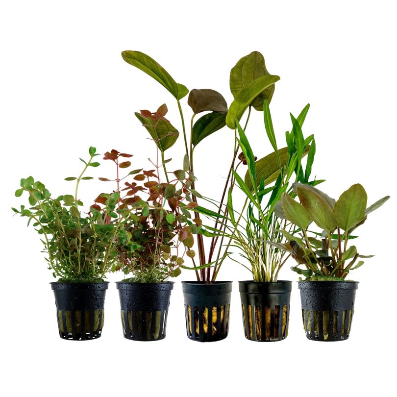 'Buntes' Set mit 5 Pflanzen Aquariumpflanzen Nr.215