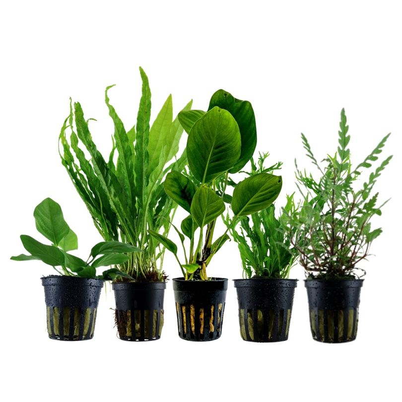 Pflanzen Set mit 5 Aufsitzer Aquariumpflanzen Nr.217