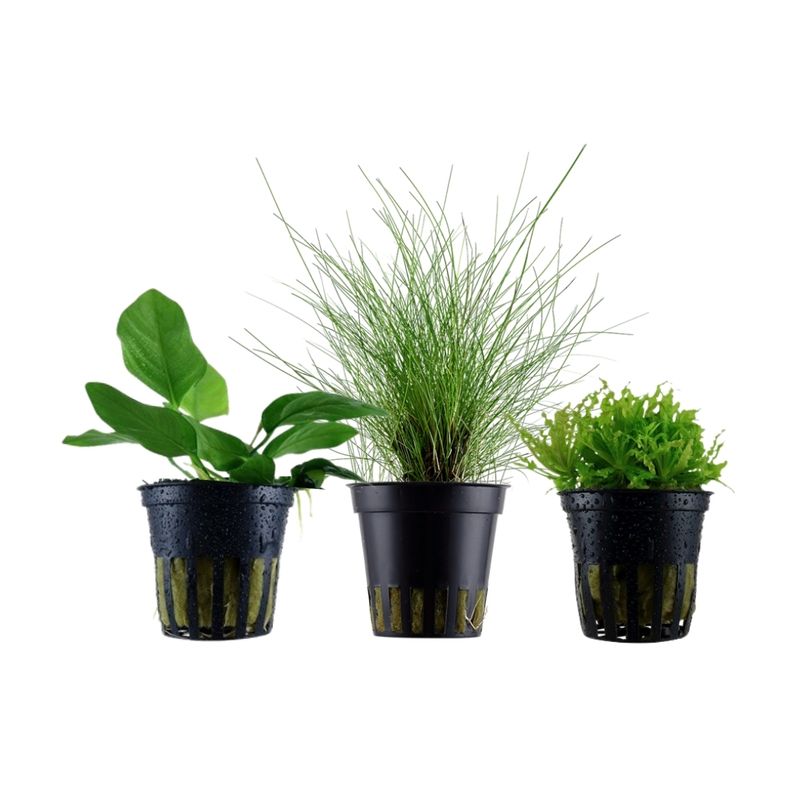 Pflanzen Set mit 3 Vordergrund Wasserpflanzen Nr.225