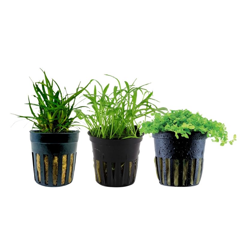 Pflanzen Set mit 3 Vordergrund Wasserpflanzen Nr.226