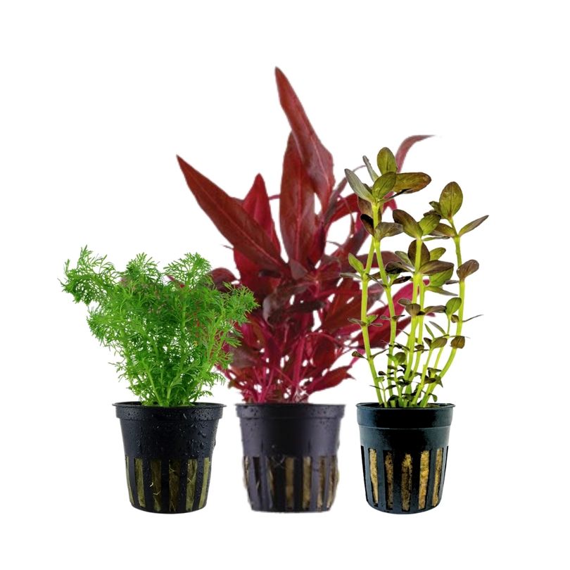Pflanzen Set mit 3 Mittelgrund Wasserpflanzen Nr.228