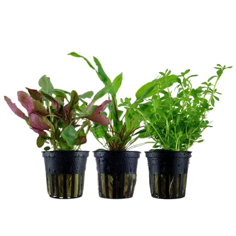 Pflanzen Set mit 3 Mittelgrund Wasserpflanzen Nr.229