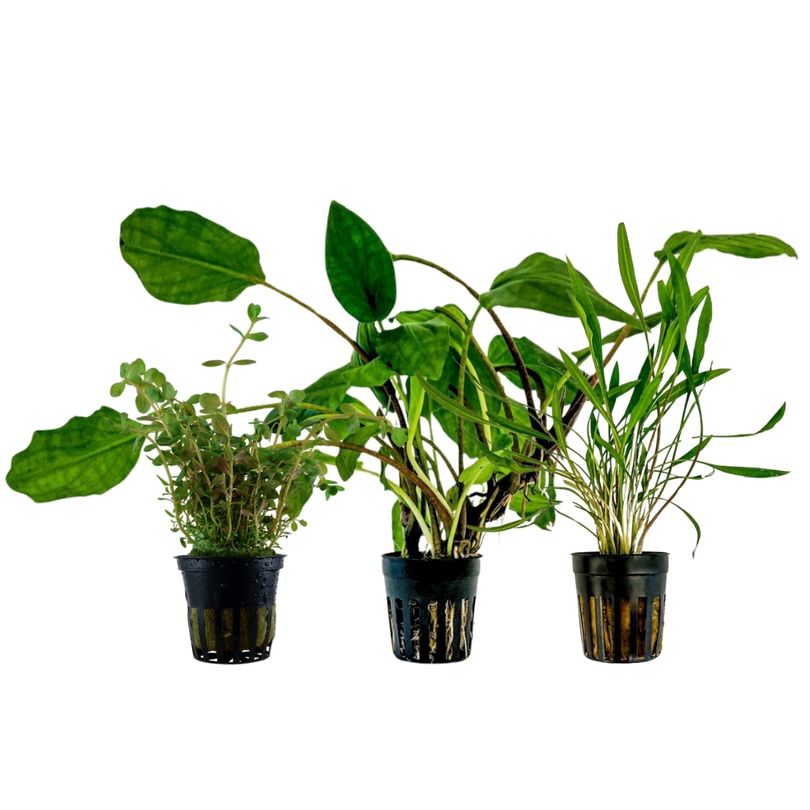 Pflanzen Set mit 3 Mittelgrund Wasserpflanzen Nr.230