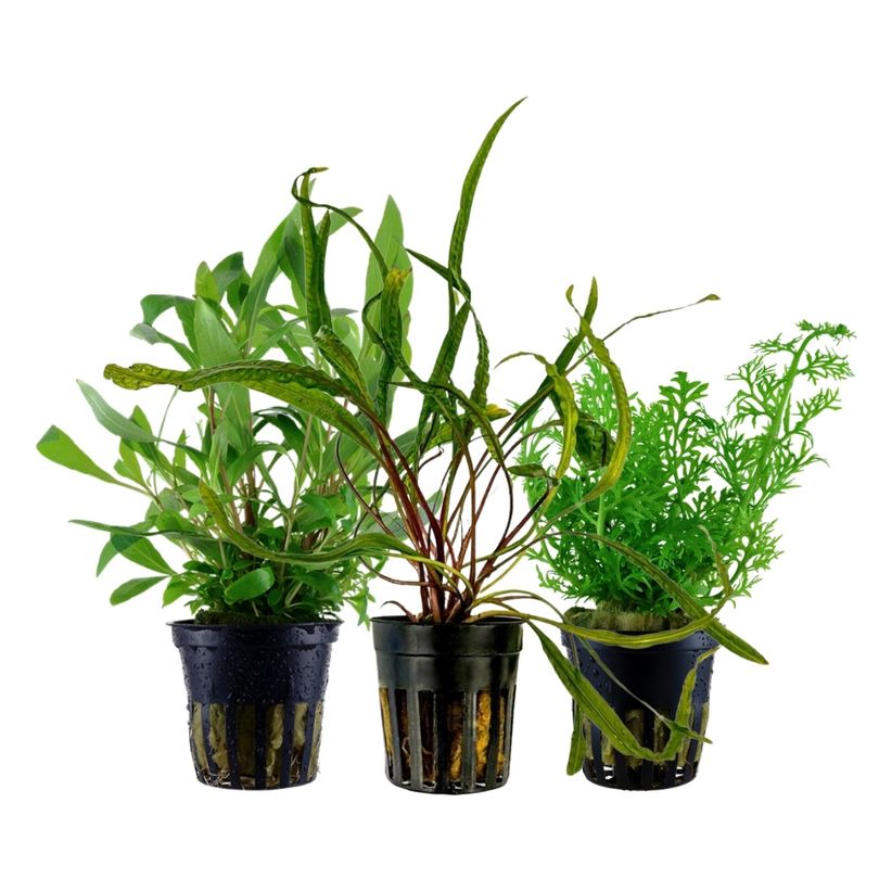 Pflanzen Set mit 3 Hintergrund Wasserpflanzen Nr.232