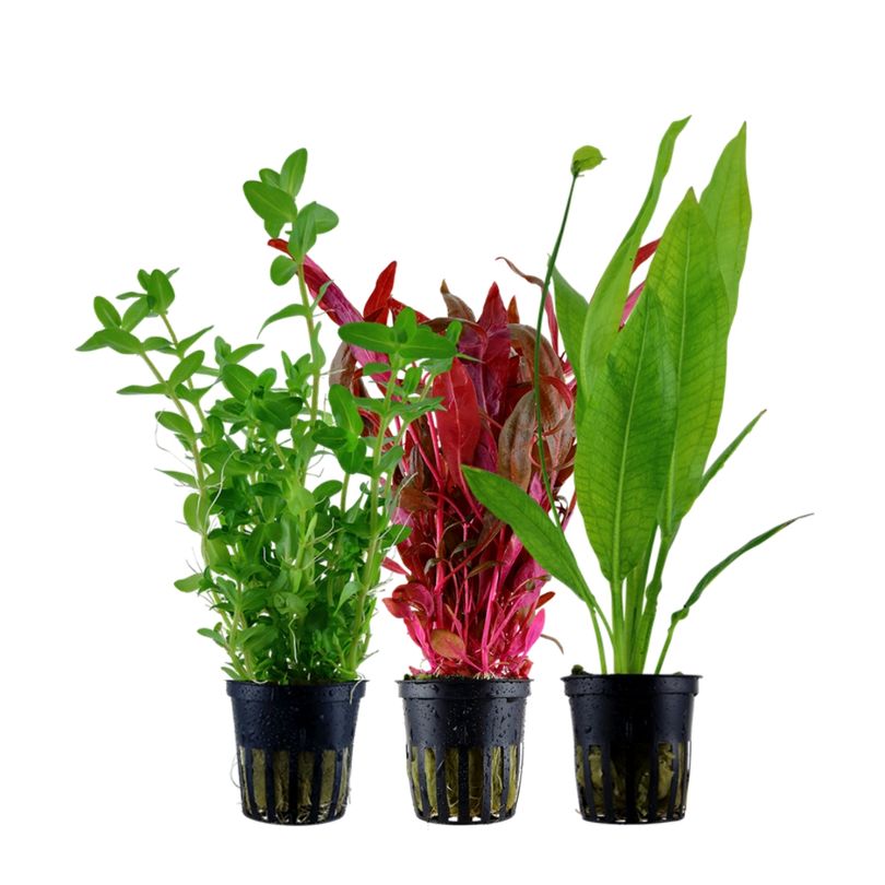 Pflanzen Set mit 3 Hintergrund Wasserpflanzen Nr.233
