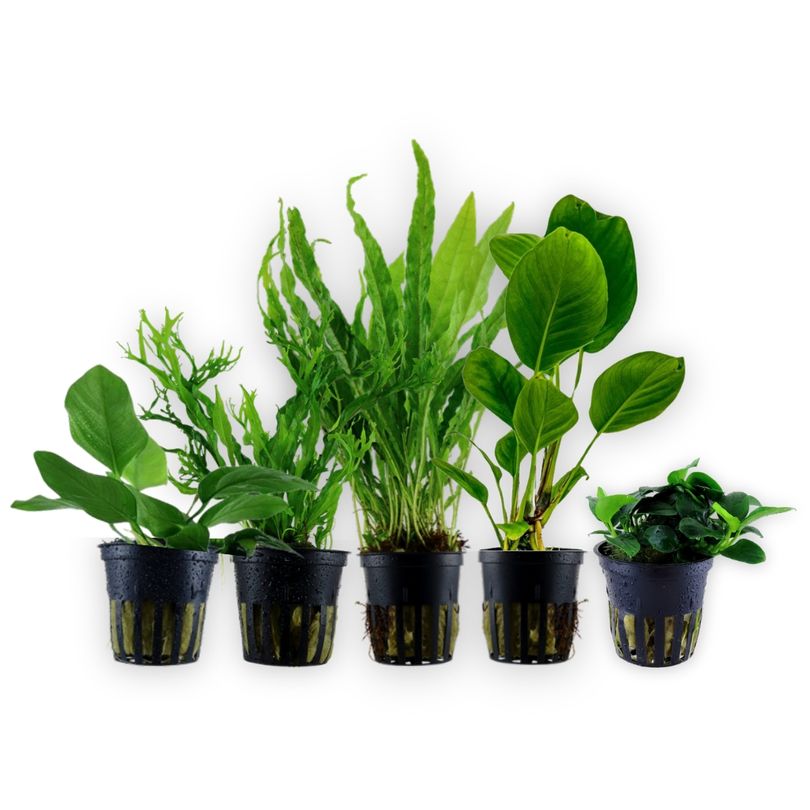 Pflanzen Set mit 5 einfachen Wasserpflanzen Nr.237
