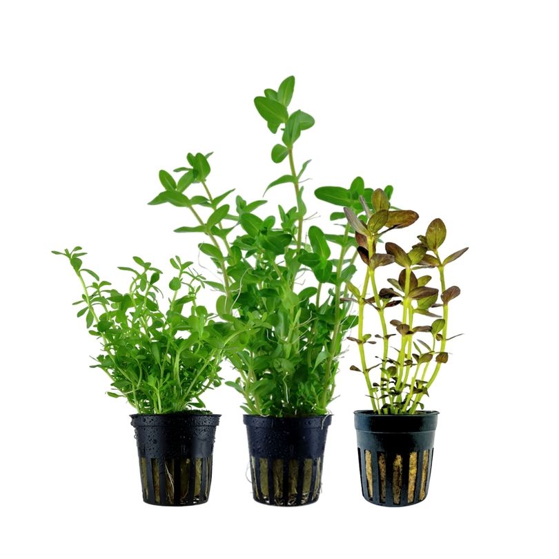 Pflanzen Set mit 3 Bacopa Aquariumpflanzen Set Nr.239
